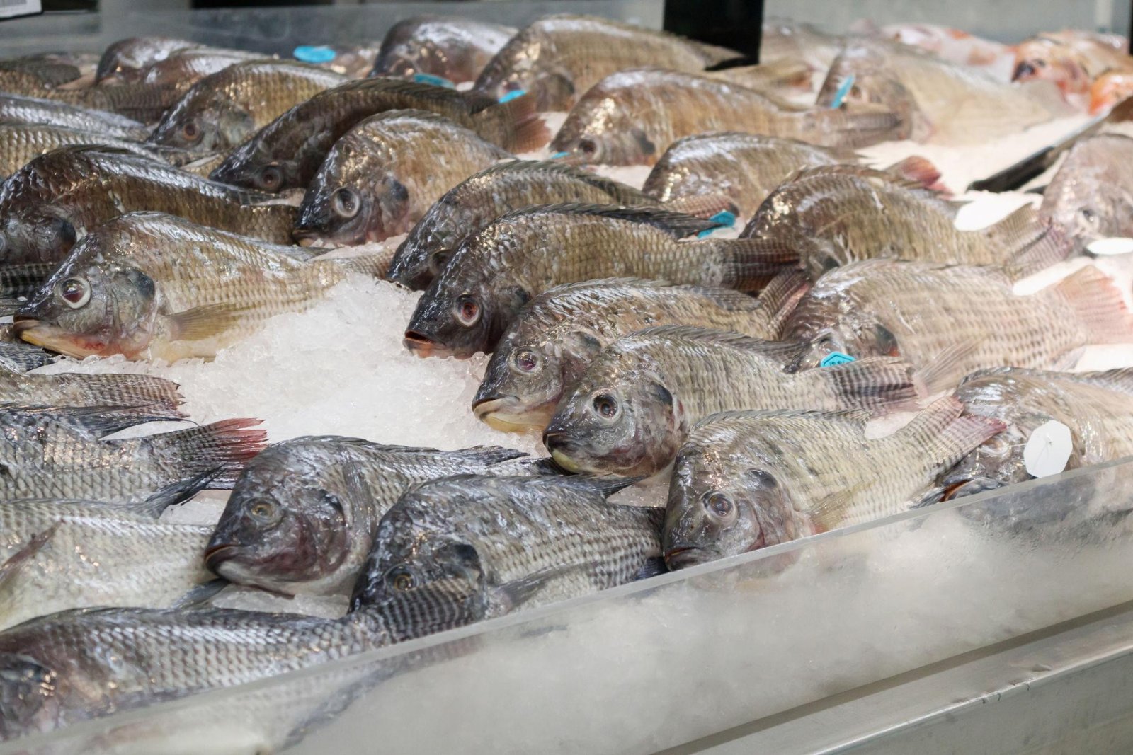 Tilapia Production