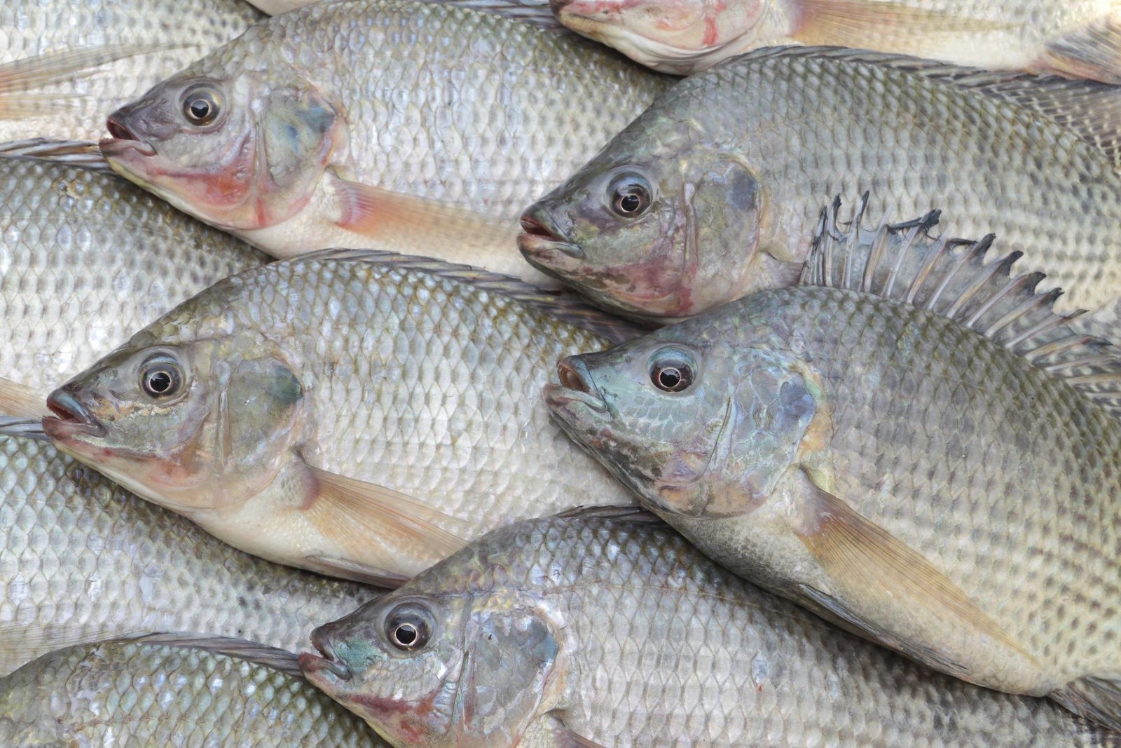 Fresh Fish Supply