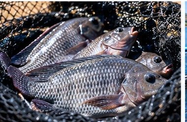 Tilapia Production